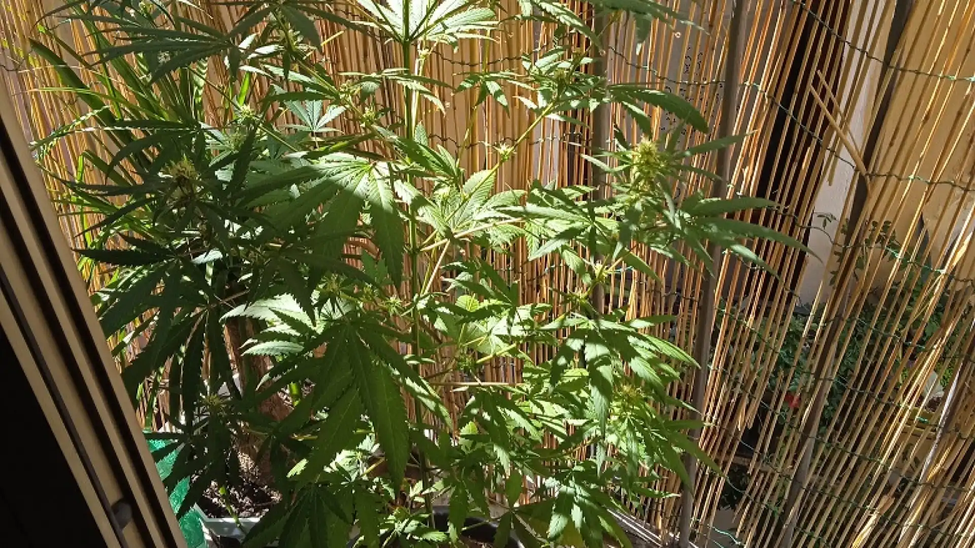 Isernia: coltivava cannabis in casa sul balcone Denunciato un cittadino del posto dai Carabinieri.